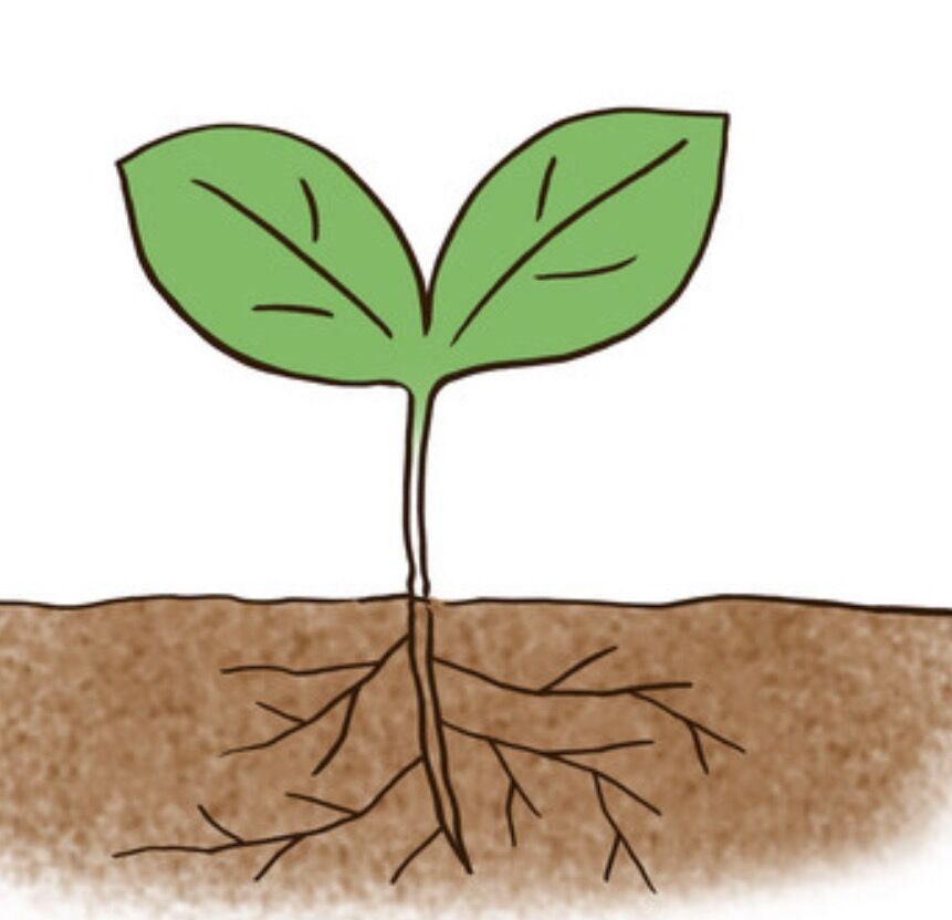 🧠脳のオーバーヒートを防ぐ🌿東洋医学的な自律神経の整え方