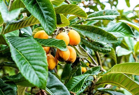 🌿 薬木の王様「枇杷」の葉温灸：その知られざる力と健康効果